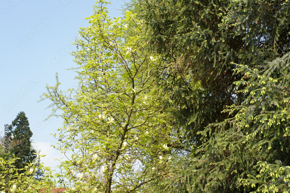 Fototapeta premium flower tree yellow