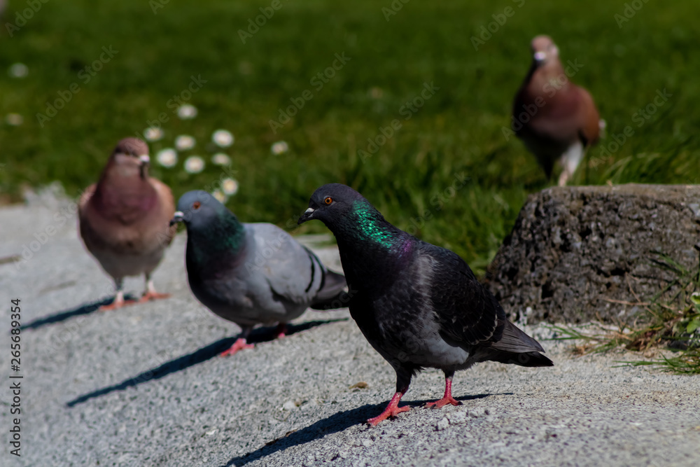 Pigeons of different colors are in the sun on a stone floor and a background of green grass Pigeons of different colors are in the sun on a stone floor and a background of green grass