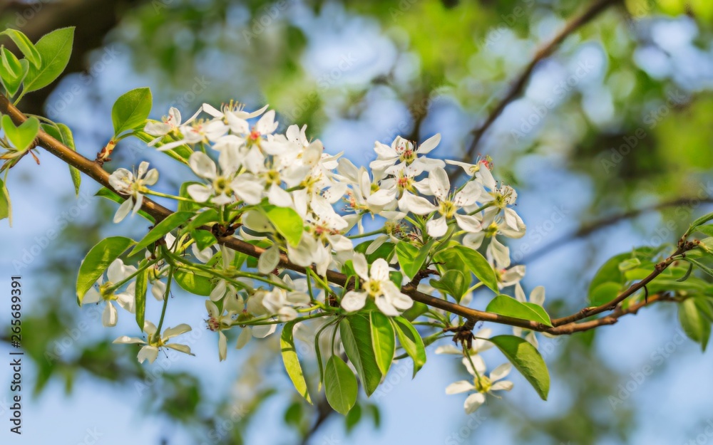white pearblossom in the springtime white pearblossom in the springtime
