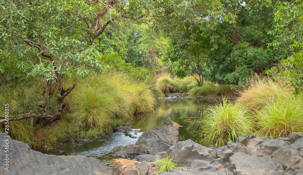 stream in the forest stream in the forest