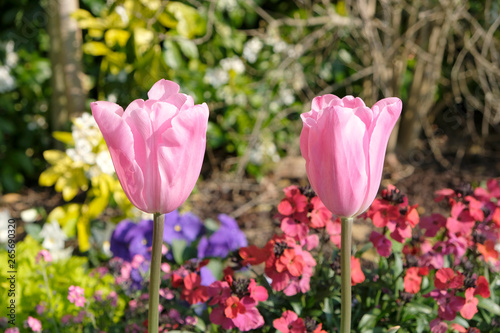 deux tulipes
