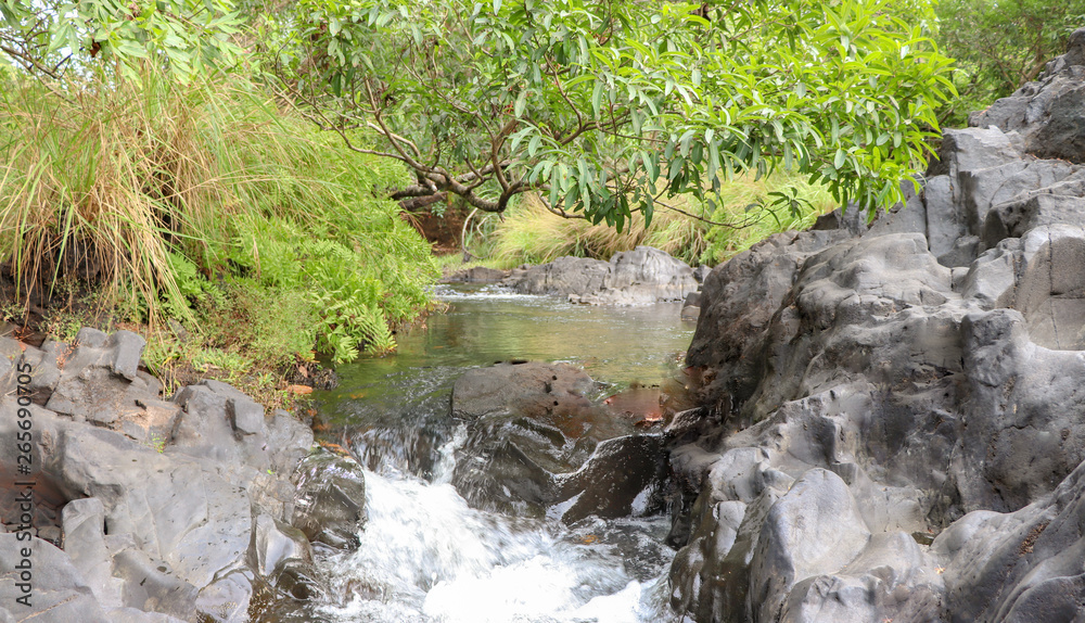 small waterfall in the forest