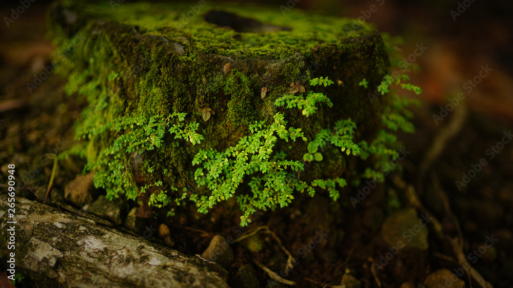 Bright green moss background textured in nature, Portobelo, Panama