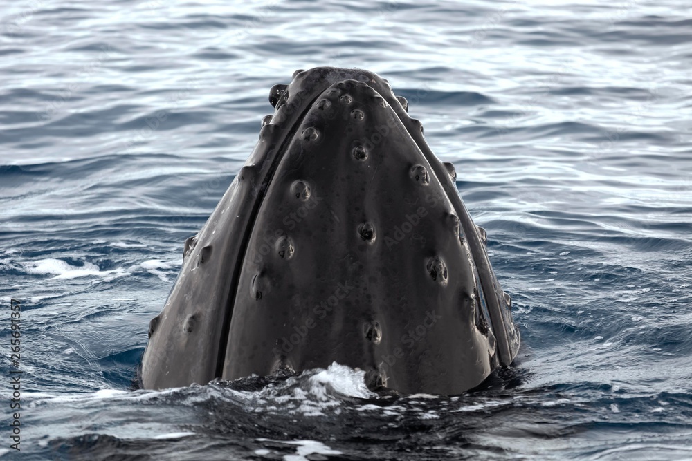 Humpback Whale Mouth