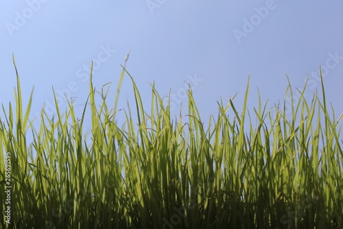 Gras