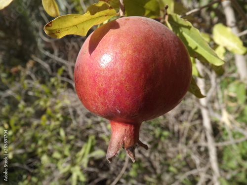 Pomegranate fruit growing in oasis (central Iran) photo