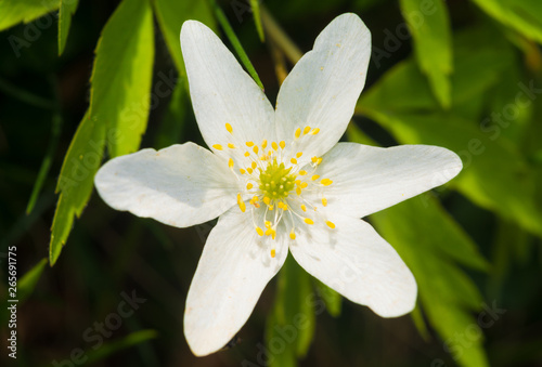 White Mountain Avens or White Dryas  Dryas octopetala   national flower of Iceland and official territorial flower of the Swedish province of Lapland  Sweden  Europe.