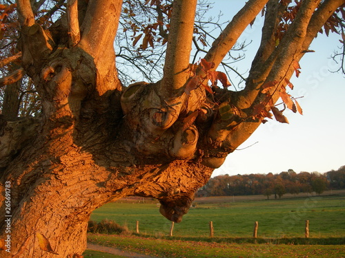 arbre en forme de t  te  Luitr    35 