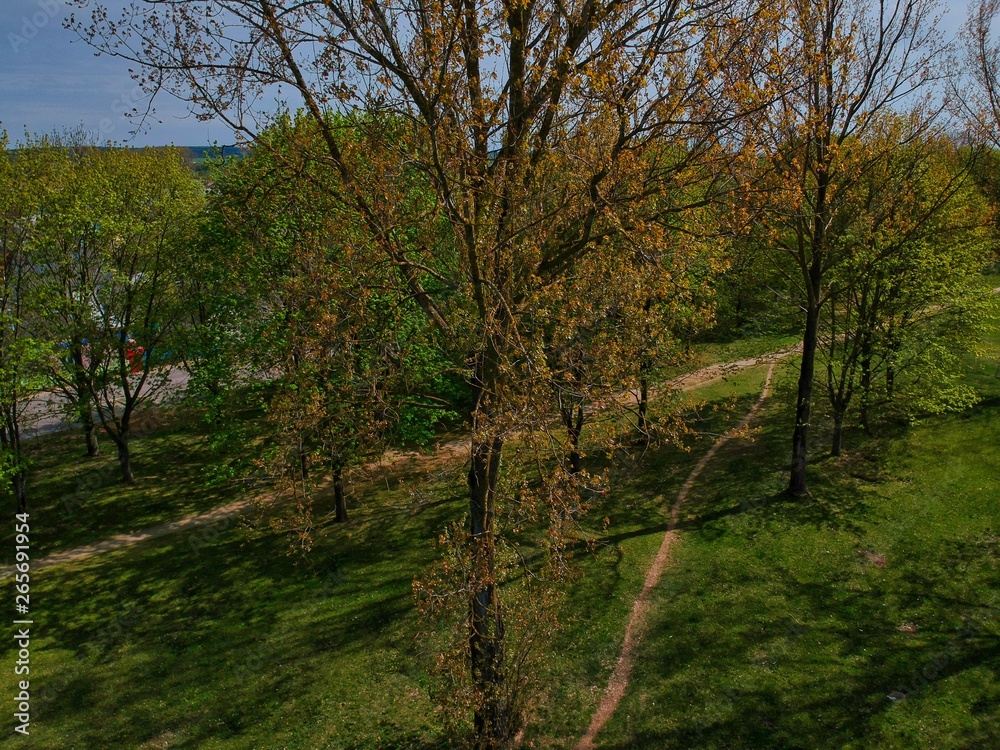 Obraz premium trees in the forest