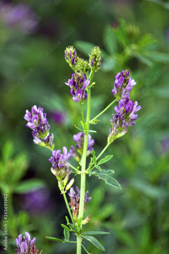 The field is blooming alfalfa