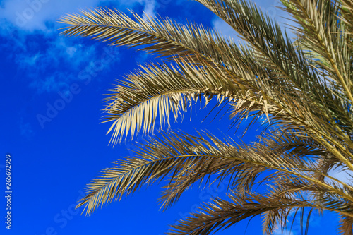 Palm tree on the blue sky background