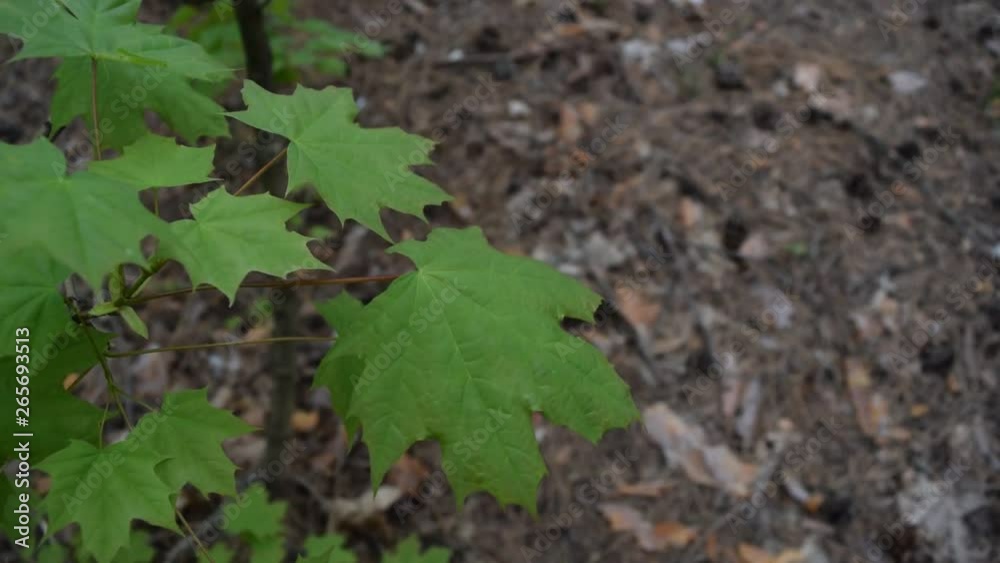 Beautiful green oak leaves in a pine spring forest. Beautiful green oak leaves in a pine spring forest.