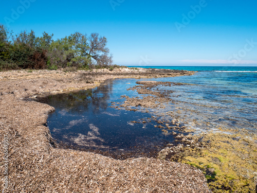 Beach with outcropping rocks of the Protected Marine Area of Torre Guaceto. Coastal and marine nature reserve with a defensive tower of the 16th century. Brindisi, Puglia (Apulia), Italy photo