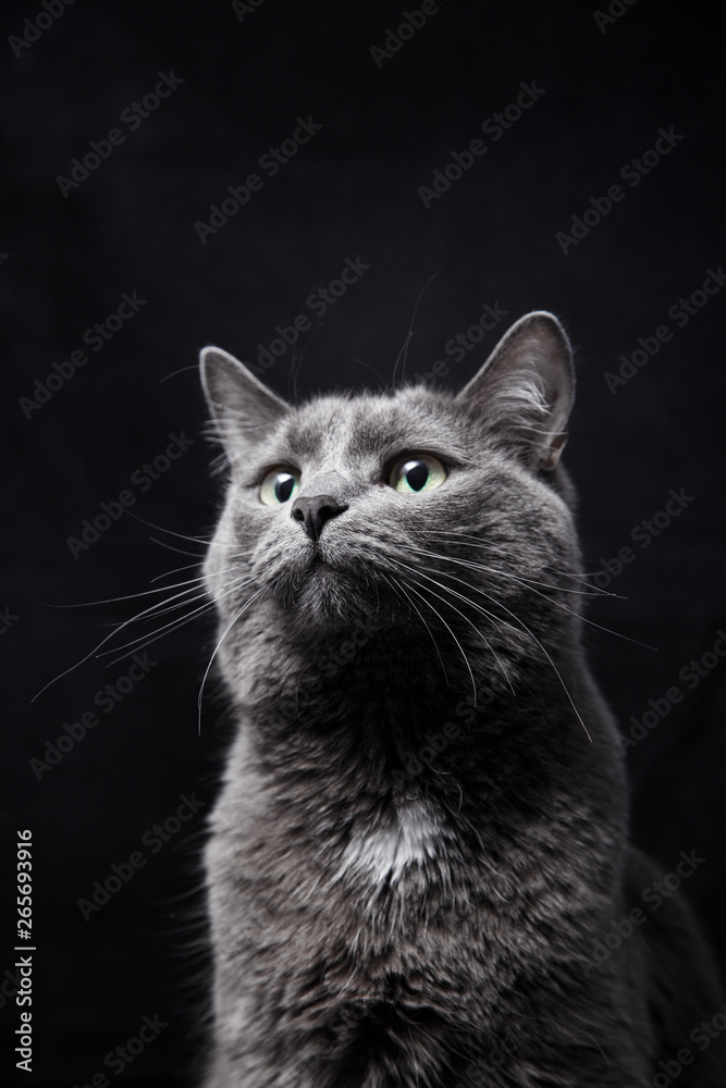 Close-up portrait of a gray gorgeous cat with green eyes who sniffs something with a funny touching expression on his face Close-up portrait of a gray gorgeous cat with green eyes who sniffs something with a funny touching expression on his face