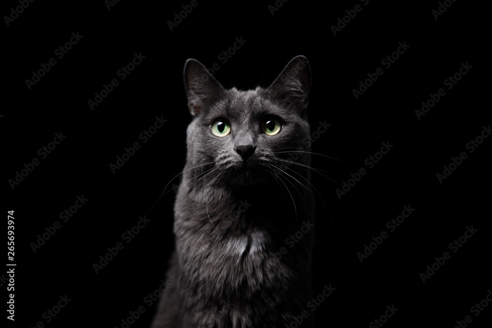 Close-up portrait of a charming gray cat with large green eyes and a luxurious mustache, who sits on a black background in a beam of light and makes a smart appearance