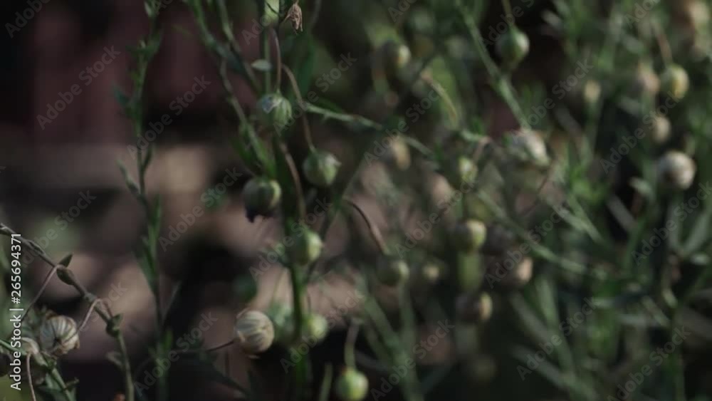 SLOW MOTION Travel and adventure concept bright red flower A beautiful flower grows in the garden SLOW MOTION Travel and adventure concept bright red flower A beautiful flower grows in the garden