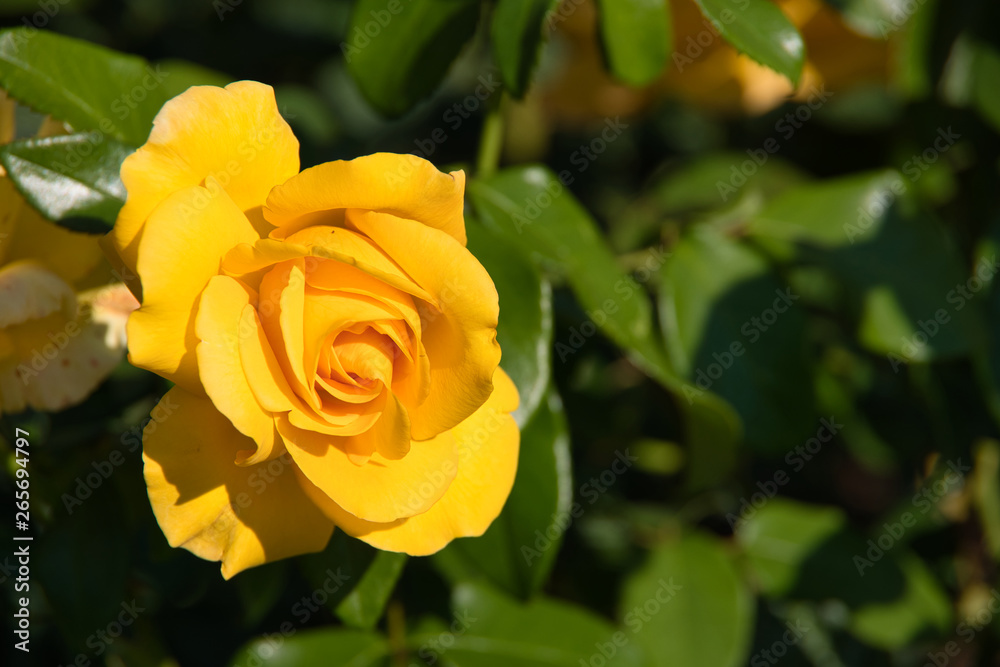 Yellow rose flower in the English garden Yellow rose flower in the English garden