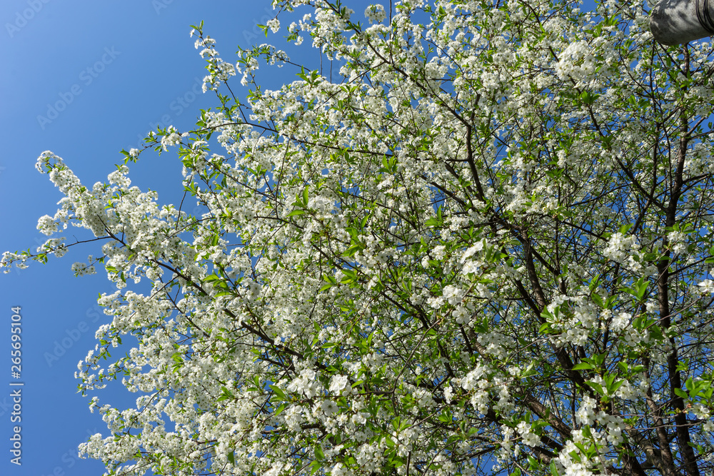 Blooming cherry tree against the blue sky. Blooming cherry tree against the blue sky.