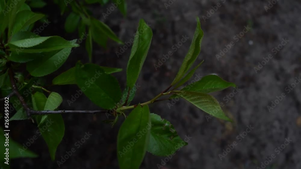 View through the green foliage on the road in a dark pine forest. View through the green foliage on the road in a dark pine forest.