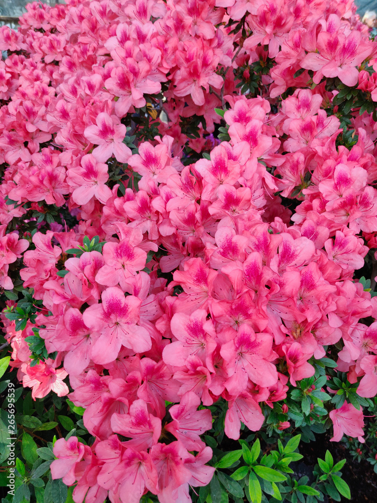 Azalea Flower Azalea Flower