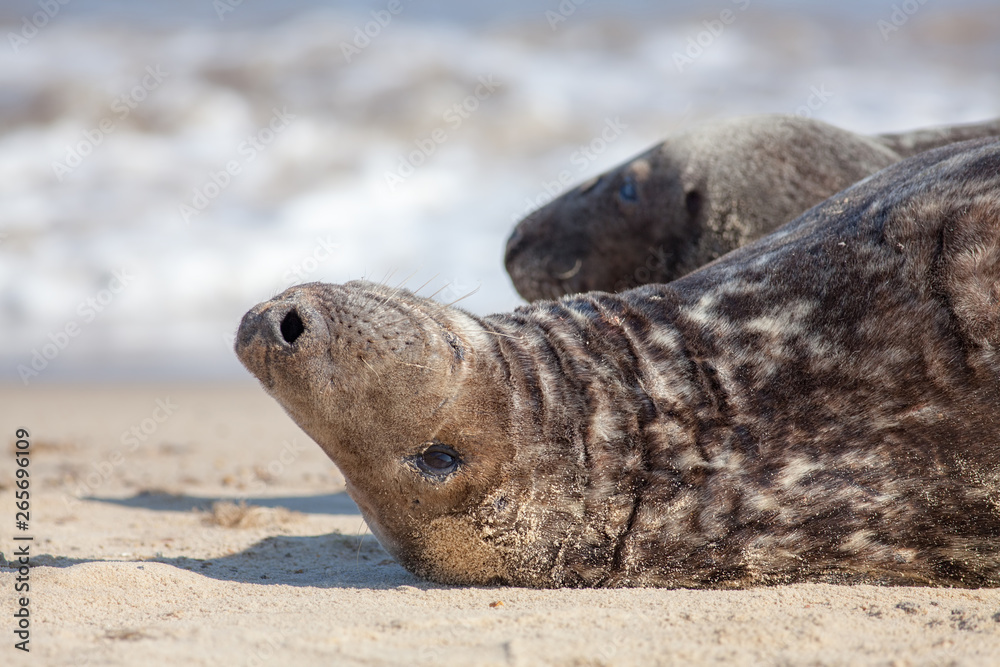 Fototapeta premium Contemplating life. Seal lying down thinking. Animal meme image.