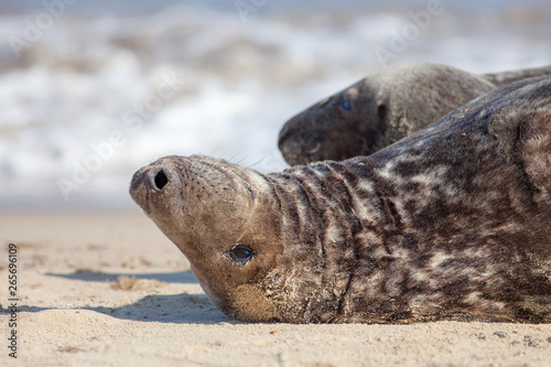 Contemplating life. Seal lying down thinking. Animal meme image.