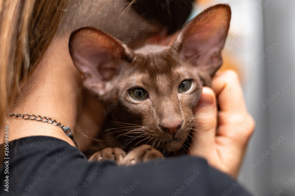 Oriental Shorthair kitten with a chocolate shade of wool lies on the girl's shoulder. A woman gently hugs her beloved pet.