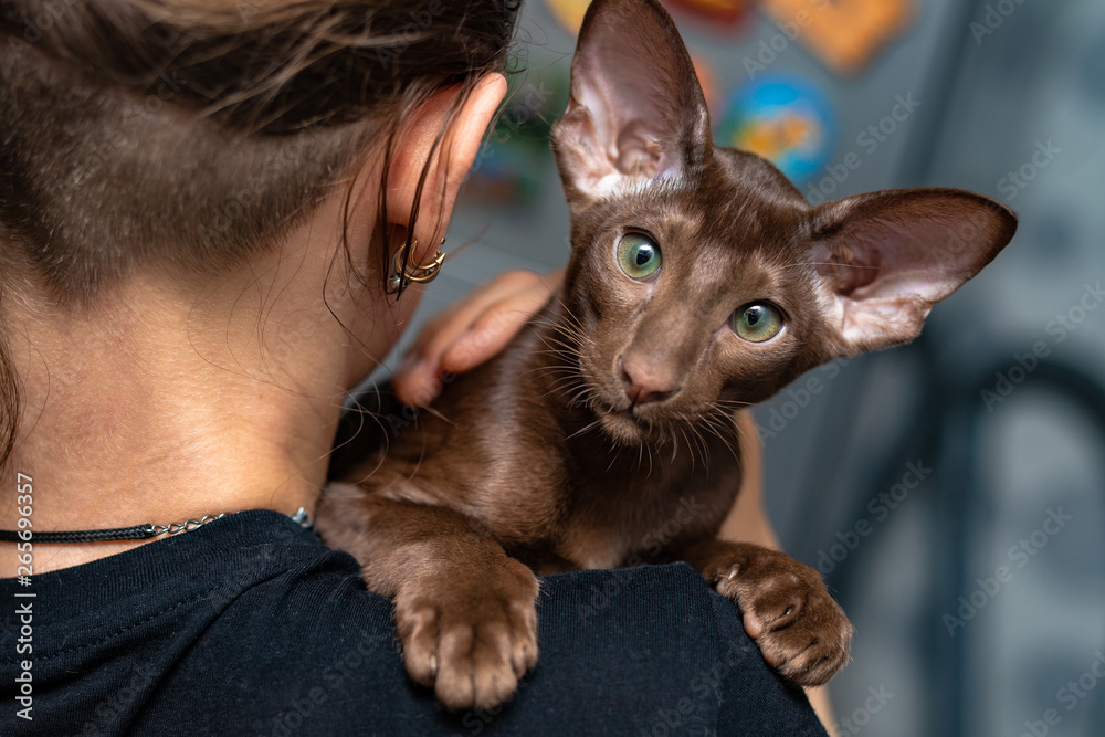 Chocolate oriental cat sales