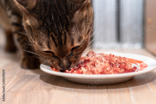Bengal cat stands near a bowl of minced meat and eats it. Home pet eats finely chopped meat.