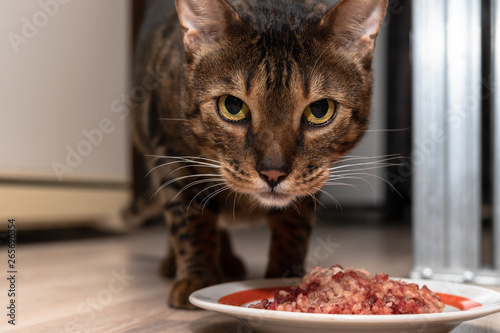 Bengal cat stands near a bowl of meat and stares intently into the camera. Home pet ready to eat finely chopped meat.