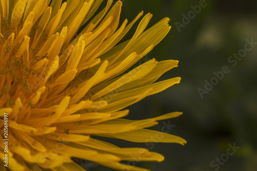Cuadro en lienzo charming yellow dandelion, close up, copy spase