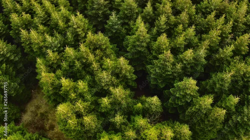 The pine trees The pine trees