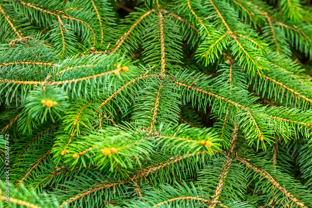 The texture of fir branches. Small green needles. Fluffy texture closeup.