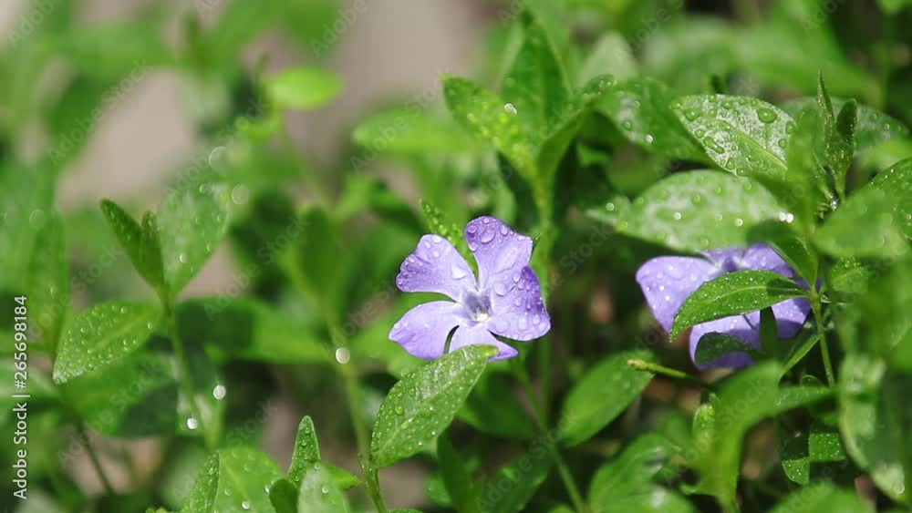 Close-up of bright blue inflorescence of periwinkle Vinca minor with green leaves on a spring breeze. Full HD video, 59.94 fps. Close-up of bright blue inflorescence of periwinkle Vinca minor with green leaves on a spring breeze. Full HD video, 59.94 fps.