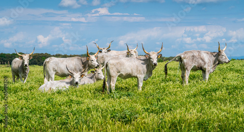 Maremmana cow roaming near Vulci, in the Province of Viterbo, Lazio, central Italy.