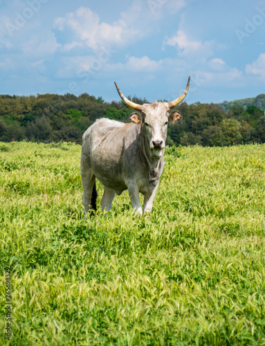 Fototapeta Naklejka Na Ścianę i Meble -  Maremmana cow roaming near Vulci, in the Province of Viterbo, Lazio, central Italy.