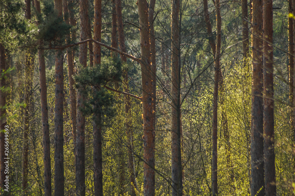 Fototapeta premium forest