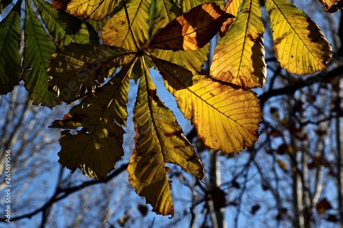 ippocastano foglie autunno