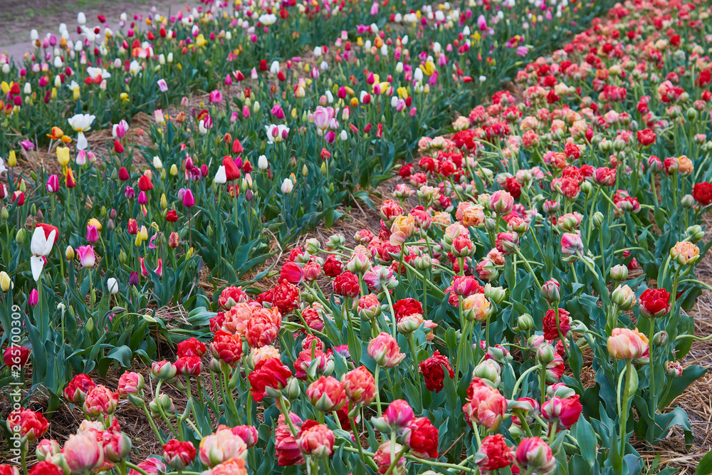 Magnificent red Double Late Tulip (peony flowered tulip) genus tulipa hybrid species. Colorful field with blooming tulips. Holland tulips bloom in an orangery in spring
