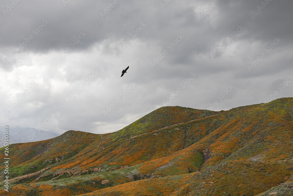 Background of a silhouette of a hawk flying over mountains covered in wildflowers on an overcast day horizontal Background of a silhouette of a hawk flying over mountains covered in wildflowers on an overcast day horizontal