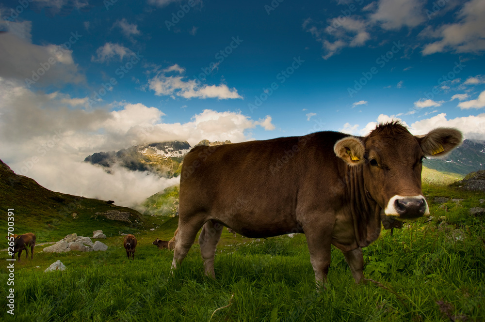 mucche al pascolo a Gstaad