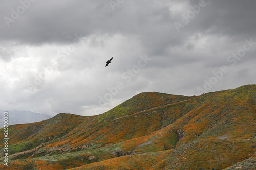 Background of a silhouette of a hawk flying over mountains covered in wildflowers on an overcast day horizontal
