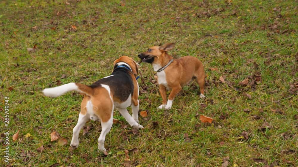 Friend dogs play tug of war game with stick, smart doggy cheating and grab toy, run away. Funny playful dogs have active recreation during walk at autumn park Friend dogs play tug of war game with stick, smart doggy cheating and grab toy, run away. Funny playful dogs have active recreation during walk at autumn park