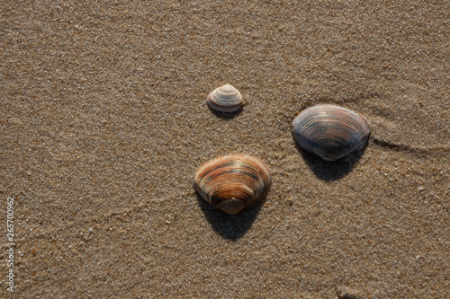 clam shells with sand background
