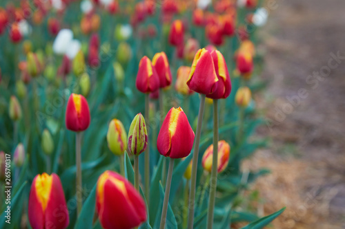 Colorful field with blooming tulips in different colors. Holland tulips bloom in an orangery in spring season.