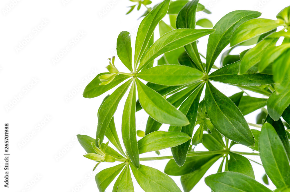 woodruff plant on a white background, isolated with copy space woodruff plant on a white background, isolated with copy space