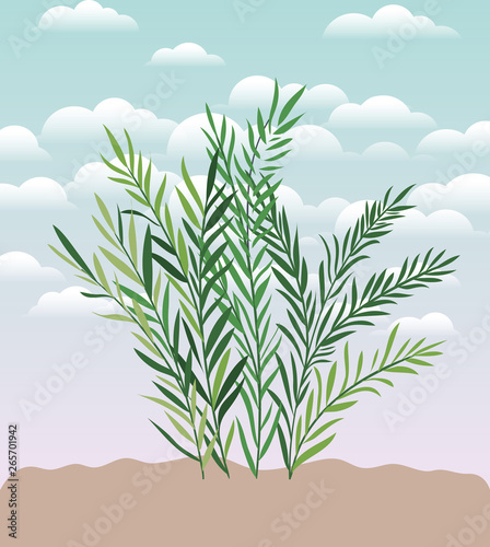 plant of garden planted