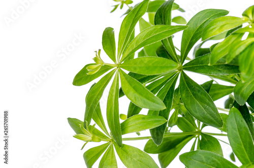 woodruff plant on a white background  isolated with copy space