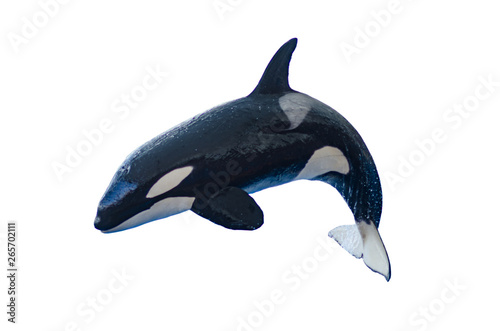 a jumping orca on a white background, isolated with copyspace photo