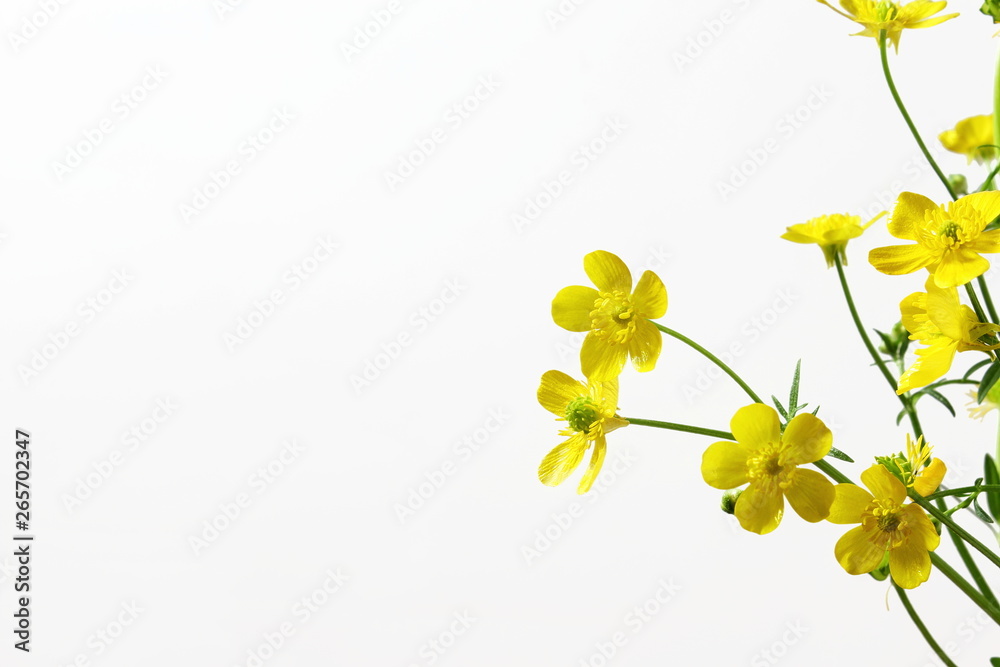 beautiful wild buttercup golden yellow flower blooming on white background